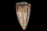 Serrated, Fossil Phytosaur (Redondasaurus) Tooth - New Mexico #133322-1